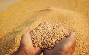 小班节约粮食教案6篇