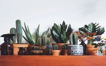 读了绿野仙踪的读后感参考8篇