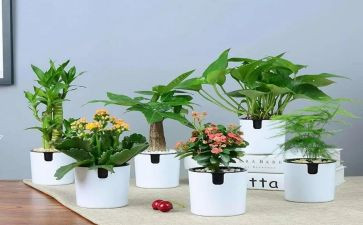 公园绿化工作总结范文8篇