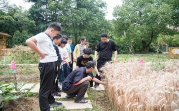 麦哨的教案8篇