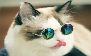 穿鞋子的猫2观后感7篇