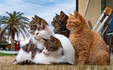 猫郑振铎的教案6篇