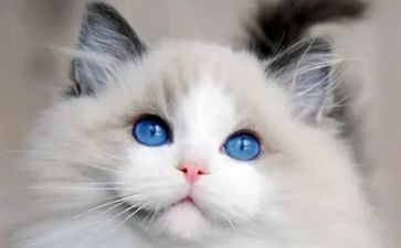猫读后感500字参考5篇