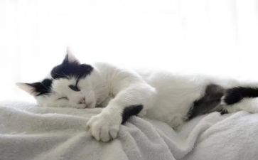 功夫熊猫一观后感7篇