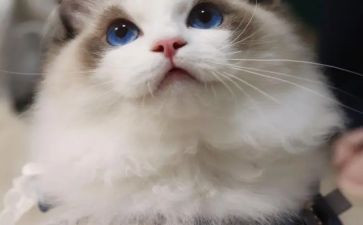 猫鼠狗读后感600字8篇