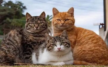 读老舍的猫的读后感7篇