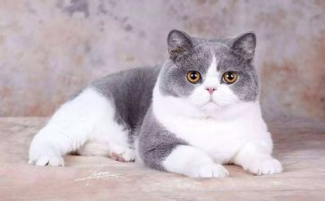 老鼠和猫的教案推荐6篇