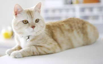 怕老鼠的猫500读后感6篇