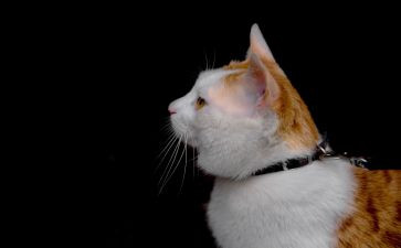 介绍猫的作文参考8篇