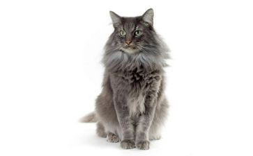 故宫的猫观后感7篇