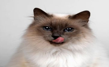 穿靴子的猫读后感5篇