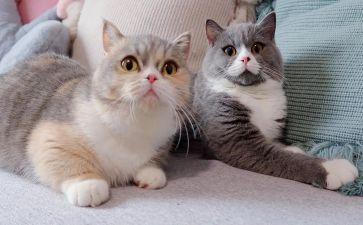 猫与老鼠教案最新7篇