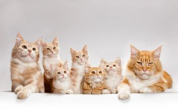 猫.狗.鼠读后感200字7篇