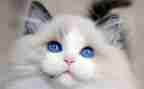 猫读后感两百字5篇