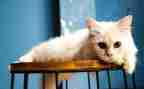 《猫》读后感500字作文通用6篇
