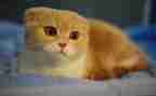 读了老舍的猫的读后感200字6篇