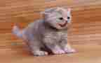 七年级《猫》教学反思8篇