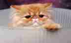 《猫》读后感500字作文优秀7篇