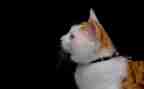 《猫》读后感500字作文精选5篇