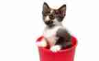 七年级语文上册猫教案推荐5篇