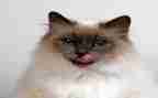 《猫》的观后感200字7篇