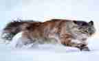 画熊猫的教案5篇