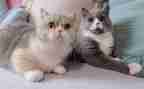 《功夫熊猫》观后感5篇