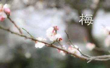 教师张桂梅事迹心得体会推荐8篇