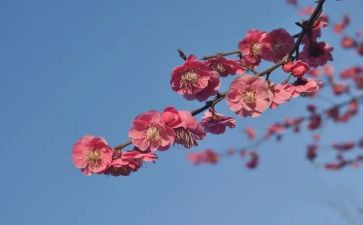 张桂梅模范事迹5篇