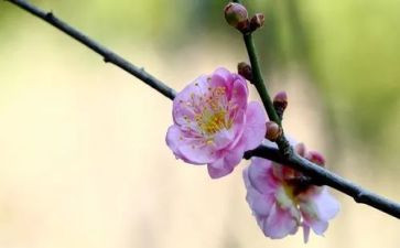 梅花精神演讲稿8篇