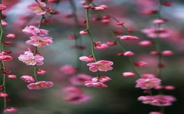 梅花吹画教案7篇