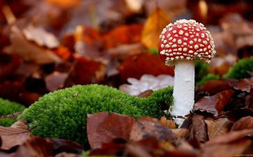 小班画蘑菇的教案6篇
