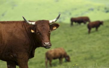 牛买卖合同模板参考7篇