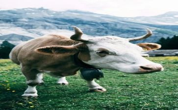 牛买卖合同模板模板5篇