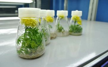青教培养工作总结模板6篇