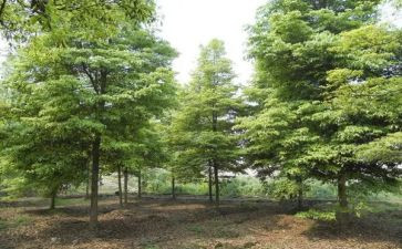 2023植树节演讲稿最新5篇
