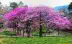 学生植树活动方案策划8篇