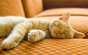 好睡眠促健康演讲稿5篇