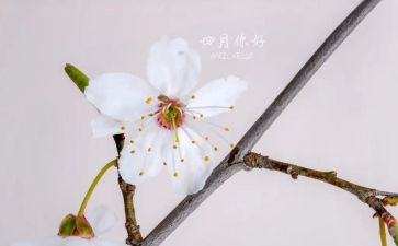 四月读书节活动方案6篇