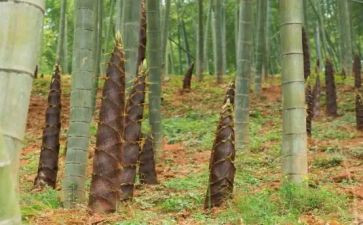 拨竹笋作文参考6篇