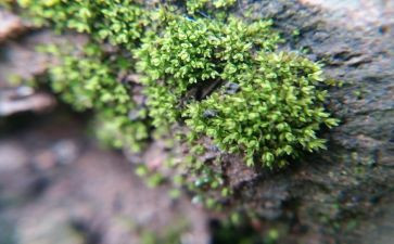 苔古诗读后感最新6篇