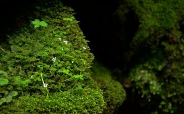 苔古诗读后感7篇