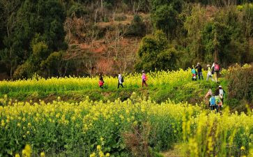 2024年踏青作文8篇