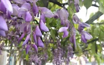 紫藤萝花瀑布读后感7篇