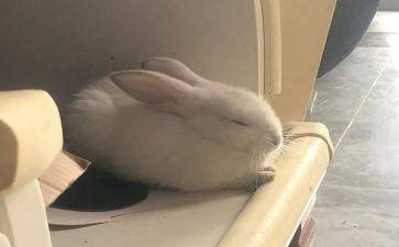 小班小兔乖乖教案优质5篇