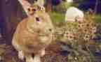 《朝花夕拾》兔和猫读后感优秀6篇