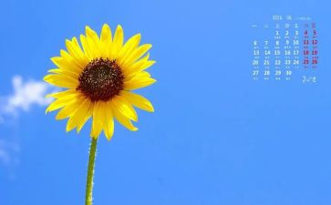 中班《向日葵》教案8篇