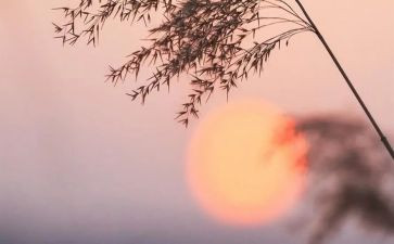 骆驼祥子关于祥子的读后感8篇