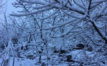下雪的作文600字7篇