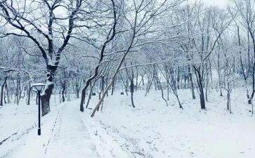写下雪的作文300字8篇